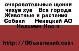 очаровательные щенки чихуа-хуа - Все города Животные и растения » Собаки   . Ненецкий АО,Нельмин Нос п.